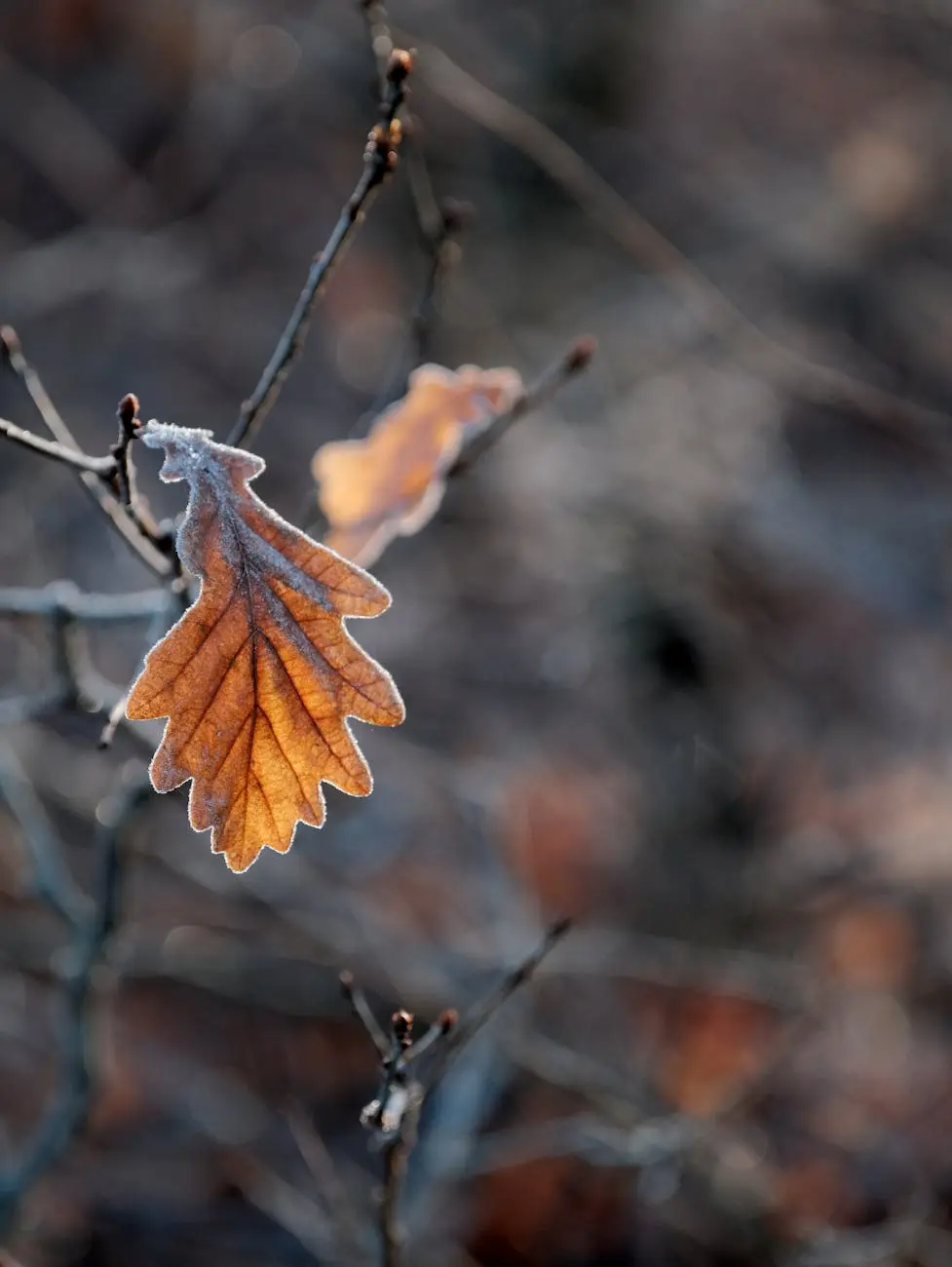 Seasonal focus